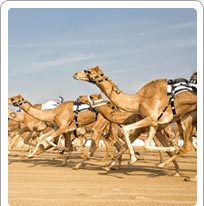 Camel Polo, Jaisalmer, Rajasthan