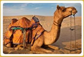 Camel Safari Tour 