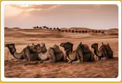 Colorful Heritage Tour Rajasthan 