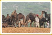 Rajasthan Golden Sand Tour 