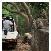 Mount Abu Sanctuary