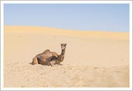 camel-tours