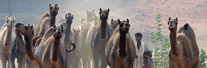 Jaisalmer Desert Camel Safari Tour (Rajasthan)