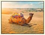 Camel Safari Tour